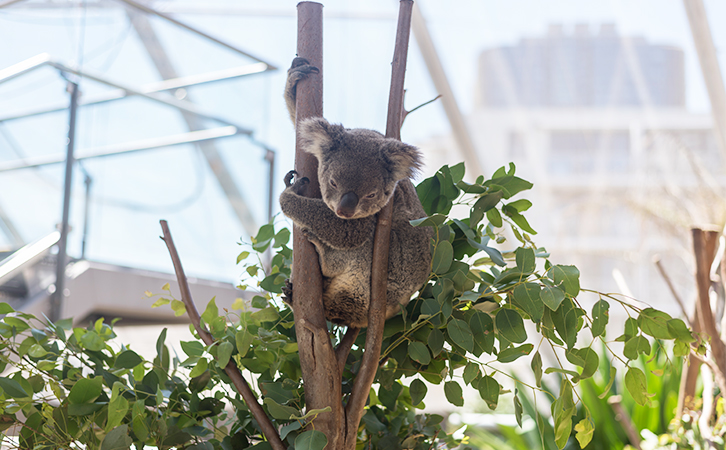 周末精选 | 手握生活指南，澳洲求学不忧愁！
