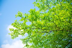 英国留学学费需要多少钱呢？