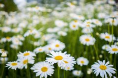 考研后留学申请步骤详细剖析，助你稳稳拿offer！