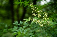 新加坡私立大学留学申请：性价比高的教育选择