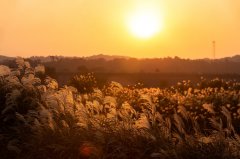 加拿大留学研究生申请攻略：竞争激烈的专业与申请技巧