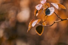 留学预科课程：是必经之路还是可有可无？