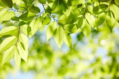 加拿大留学热门专业申请指南：计算机科学、商科与工程类