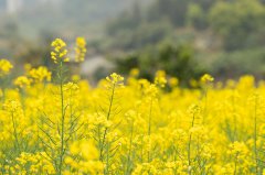 高中成绩一般，如何逆袭海外名校本科？这些方法别错过