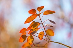 亚洲留学三大名校，看看哪所适合您？