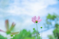 出国留学文书有多重要？不同国家文书侧重点有何不同？